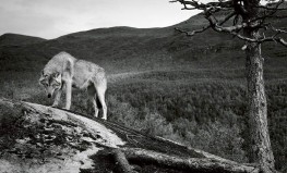 Sinikka Langeland "Wolf Rune"